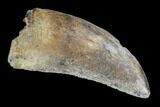 Serrated, Tyrannosaur Tooth - Judith River Formation, Montana #95554-1